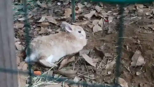 太子堂八幡神社の動物