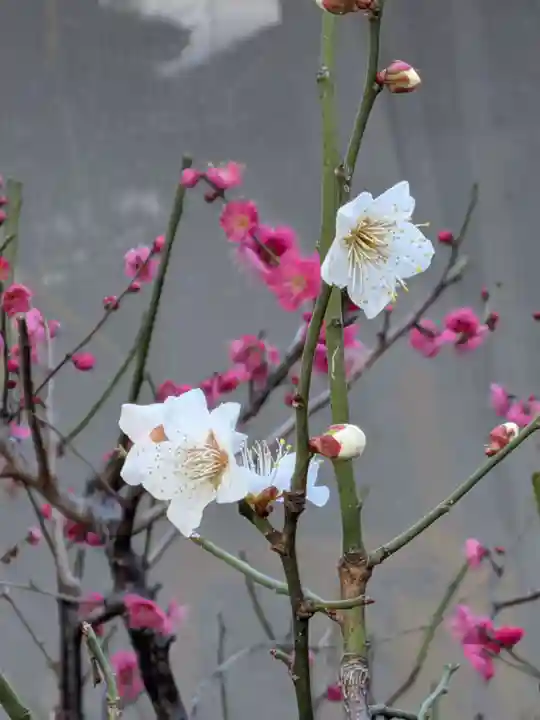 田端神社(東京都)