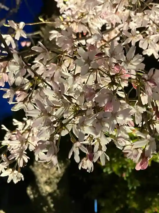 阿佐ヶ谷神明宮の自然