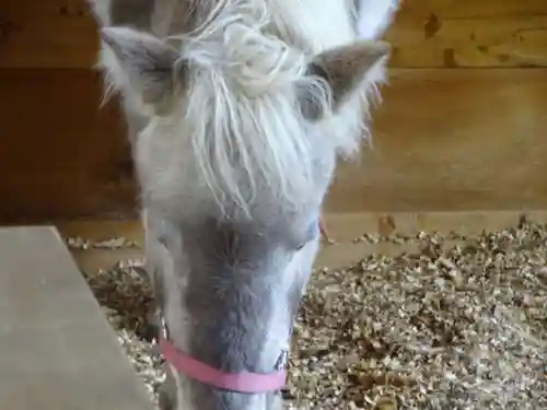 平塚八幡宮の動物