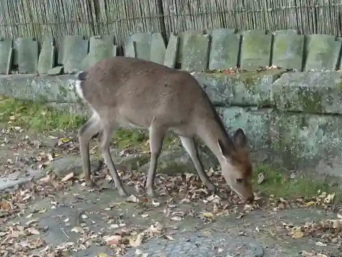 厳島神社(広島県)