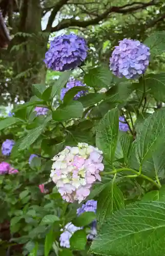 音楽寺(愛知県)