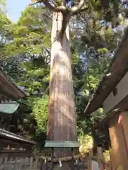 事任八幡宮の自然