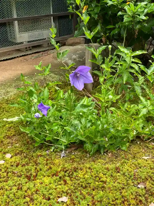青蓮院門跡の自然