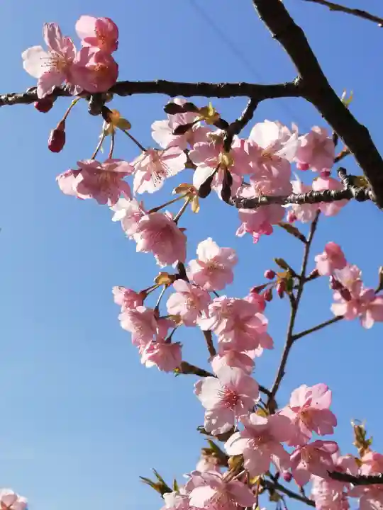 大智院(清水寺大智院)の自然