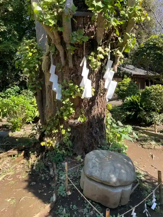 江島神社の自然