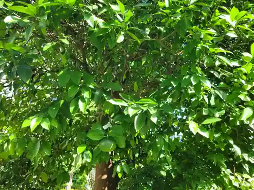 太田姫稲荷神社の自然