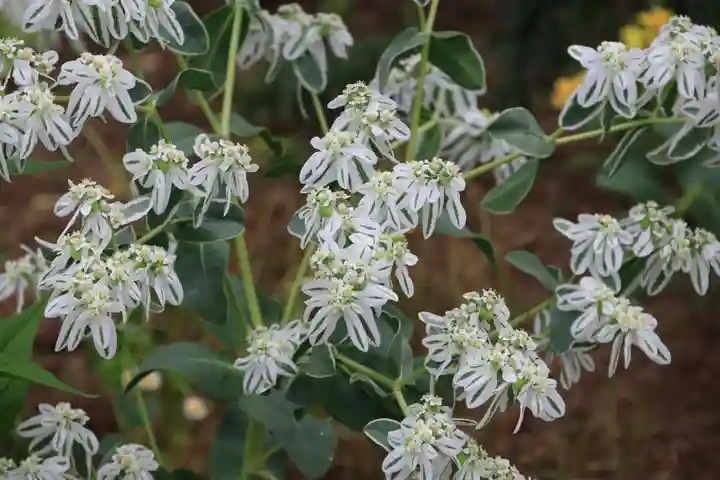 大鏑神社の庭園
