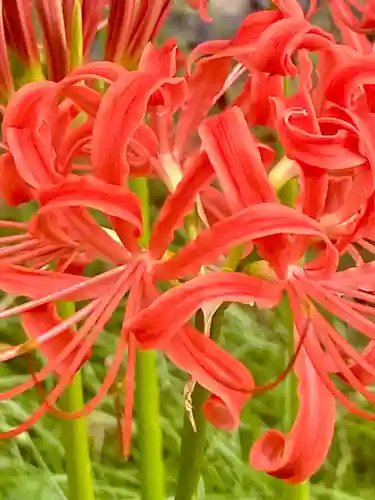 粟嶋堂宗徳寺の自然