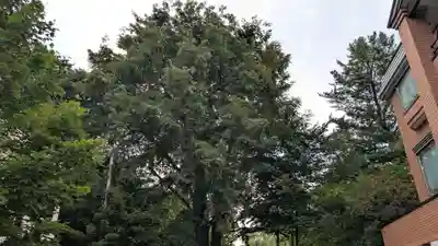 上川神社頓宮の自然