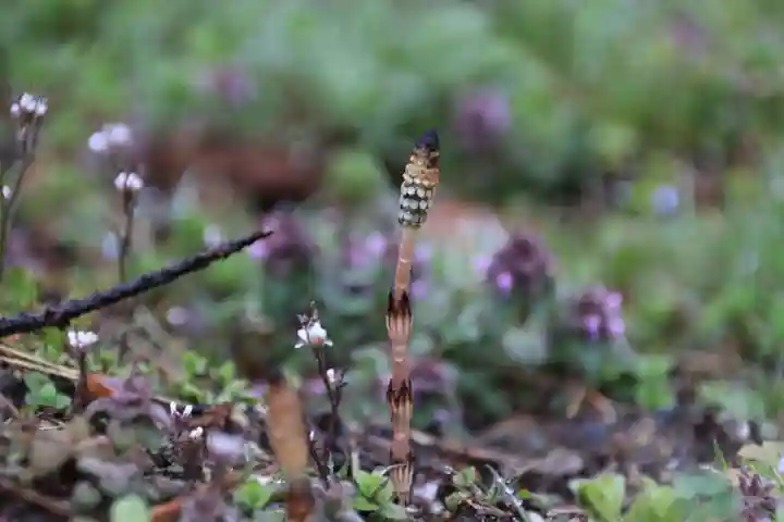 高司神社〜むすびの神の鎮まる社〜の自然