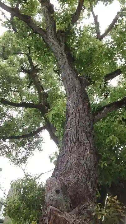 蒲田八幡神社(東京都)