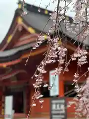 富士山本宮浅間大社の自然