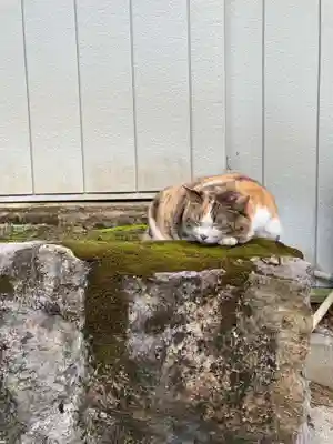 賀茂別雷神社の動物