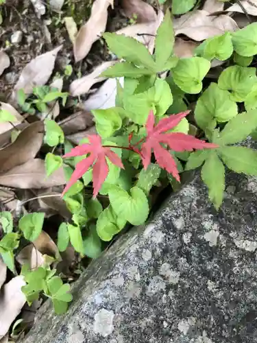 丹生川上神社（下社）の自然