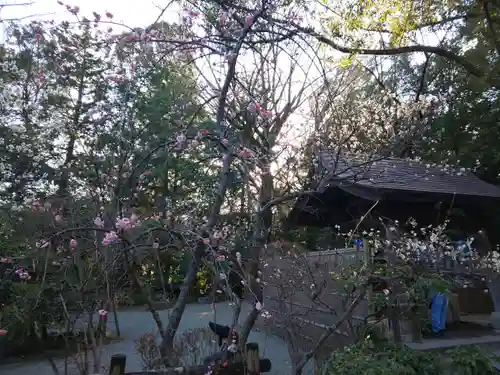 報徳二宮神社の自然