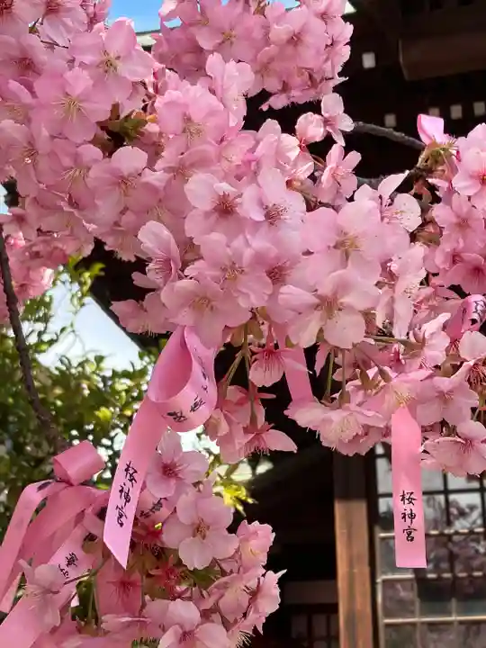 桜神宮の自然