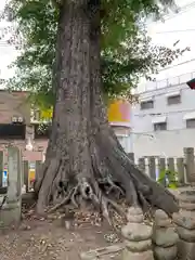 粟津天満神社の自然