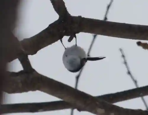 留辺蘂神社の動物