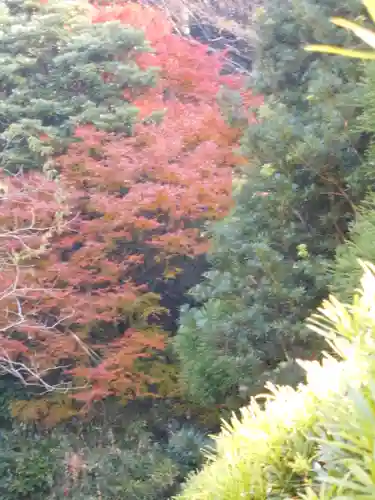 理智光寺跡（理智光寺址）＜史跡＞の自然
