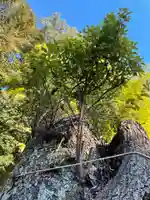 常磐神社の自然