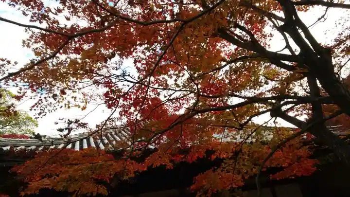 柳谷観音 楊谷寺の自然