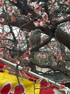 湯島天満宮(東京都)