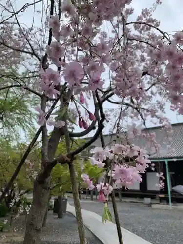 蓮華王院（三十三間堂）の自然