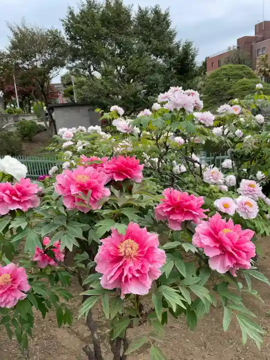 箭弓稲荷神社の{uncategorized: "未分類", other: "その他", undefined: "問題あり", building: "その他建物", grave: "お墓", sacred_gate: "鳥居", guardian: "狛犬", statue: "像", buddha: "仏像", history: "歴史", nature: "自然", garden: "庭園", animal: "動物", pagoda: "塔", temizu: "手水舎", mountain_gate: "山門・神門", sanctuary: "本殿・本堂", subordinate: "末社・摂社", art: "芸術", scenery: "景色", jizo: "地蔵", ema: "絵馬", goshuin: "御朱印", omikuji: "おみくじ", items: "授与品その他", amulet: "お守り", goshuincho: "御朱印帳", eats: "食事", festival: "お祭り", votive_dance: "神楽", shichigosan: "七五三参", wedding: "結婚式", experience: "体験その他", initially: "初詣", around: "周辺", anti_infection: "感染症対策"}
