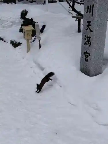 上川神社の動物