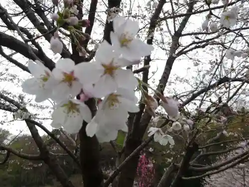 立志神社の自然