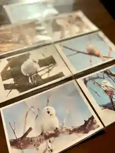 伊達神社(北海道)(2025年12月04日(木) 17時54分06秒投稿)