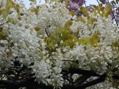 極楽寺（霊鷲山感應院極楽律寺）の自然