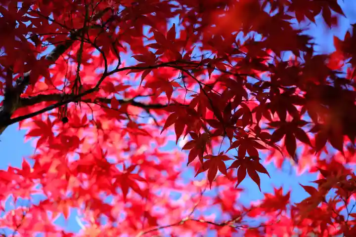 壇上伽藍の自然