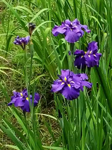 明治神宮の自然