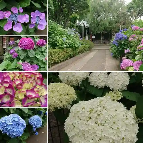 白山神社(東京都)
