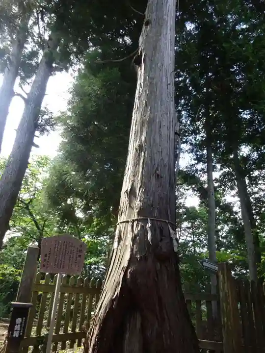 産安社(武蔵御嶽神社摂社)の自然