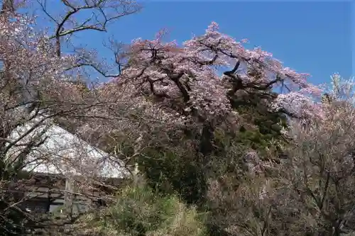 妙養寺の景色