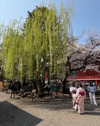 浅草神社の自然