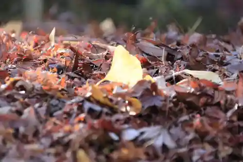 三春大神宮の自然