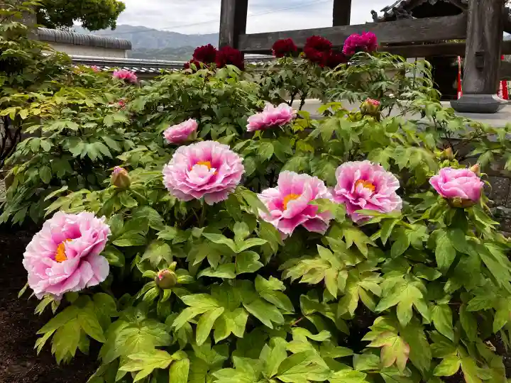 真言宗 善通寺派 薬王寺の{uncategorized: "未分類", other: "その他", undefined: "問題あり", building: "その他建物", grave: "お墓", sacred_gate: "鳥居", guardian: "狛犬", statue: "像", buddha: "仏像", history: "歴史", nature: "自然", garden: "庭園", animal: "動物", pagoda: "塔", temizu: "手水舎", mountain_gate: "山門・神門", sanctuary: "本殿・本堂", subordinate: "末社・摂社", art: "芸術", scenery: "景色", jizo: "地蔵", ema: "絵馬", goshuin: "御朱印", omikuji: "おみくじ", items: "授与品その他", amulet: "お守り", goshuincho: "御朱印帳", eats: "食事", festival: "お祭り", votive_dance: "神楽", shichigosan: "七五三参", wedding: "結婚式", experience: "体験その他", initially: "初詣", around: "周辺", anti_infection: "感染症対策"}