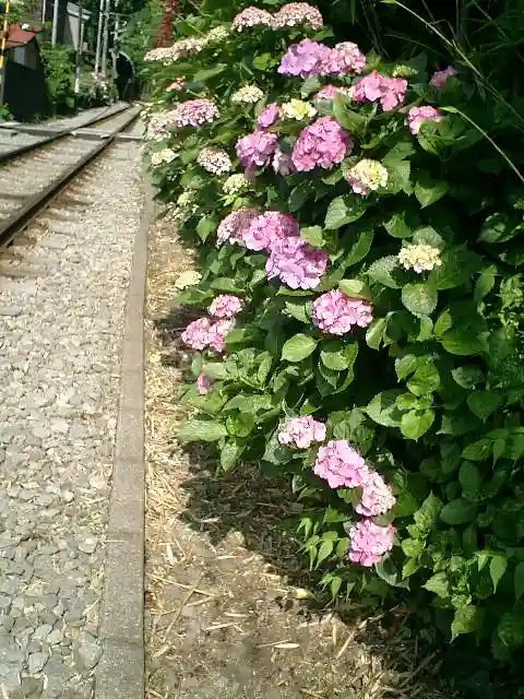 御霊神社の自然