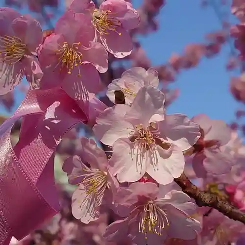 桜神宮の自然