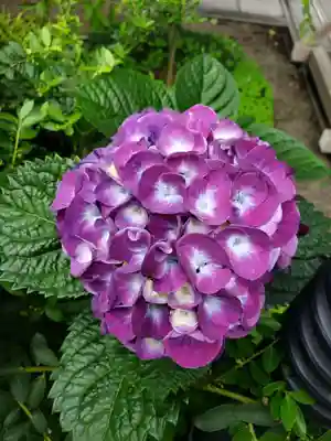 常泉院(東京都)