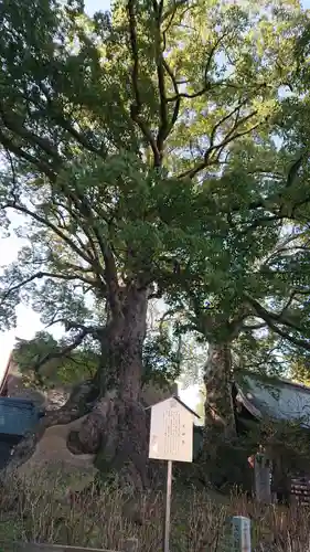 太宰府天満宮の自然