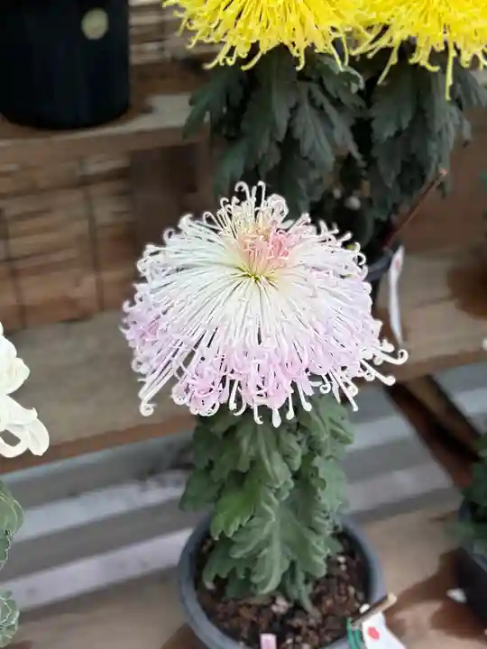 諏訪大社(長野県)