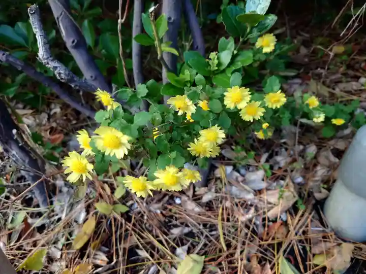 開運稲荷神社(新潟県)