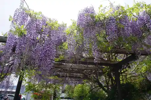 子安地蔵寺の自然