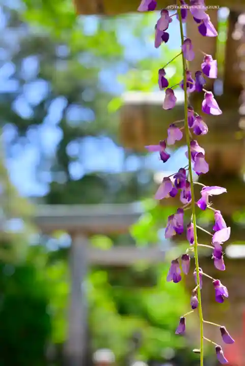 越ヶ谷久伊豆神社(埼玉県)