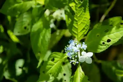 祇王寺(京都府)